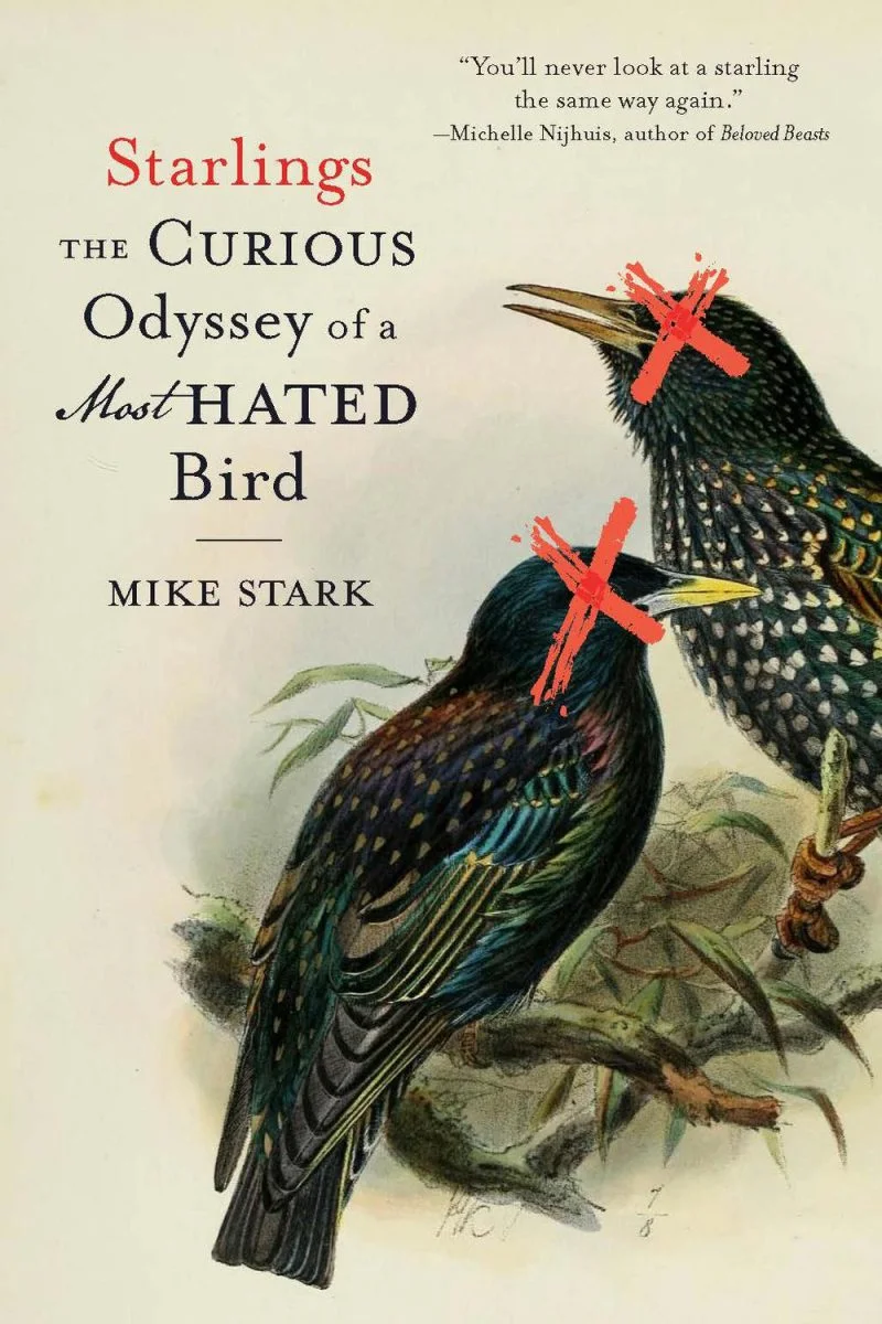 جلد سارها ۲۰۲۵  Starlings 2025
