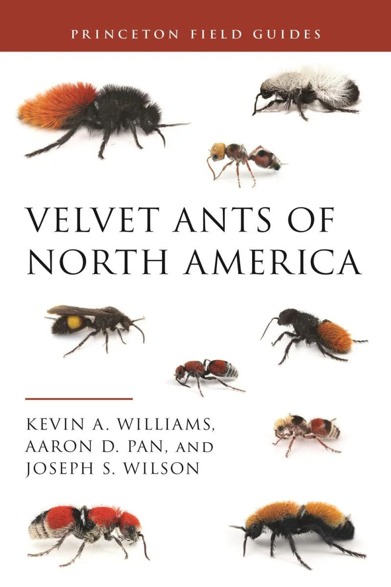 جلد مورچه‌های مخملی آمریکای شمالی ۲۰۲۴  Velvet Ants of North America 2024