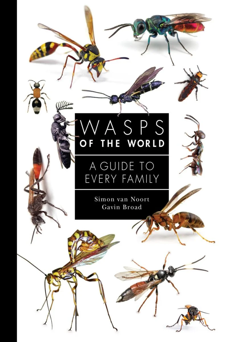 جلد زنبورهای بی‌عسل جهان ۲۰۲۴  Wasps of the World 2024